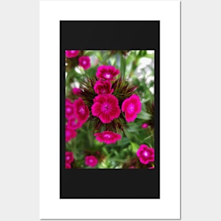 Blossoming garden carnation, magenta color print Posters and Art